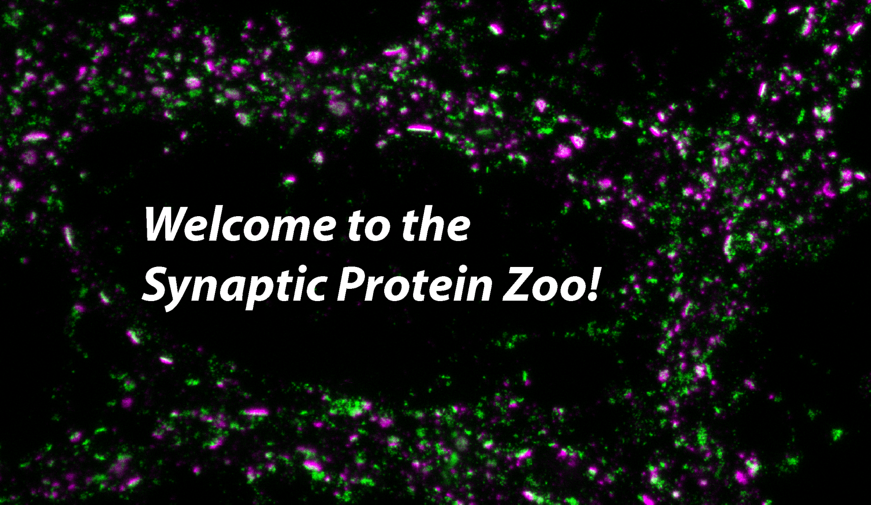 Welcome to the Synaptic Protein Zoo!